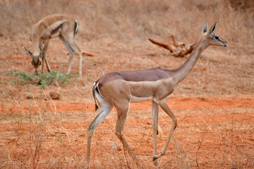 Tsavo East National Park